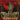 Exhumed - Necrocracy LP (Blood Red with Splatter Vinyl) (MARKDOWN)