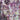 Locrian - End Terrain LP (Lavender Vinyl) (MARKDOWN)