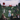 Last Dinner Party - From the Pyre CD