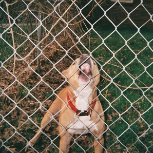 Knocked Loose - Pop Culture LP (Splatter vinyl)