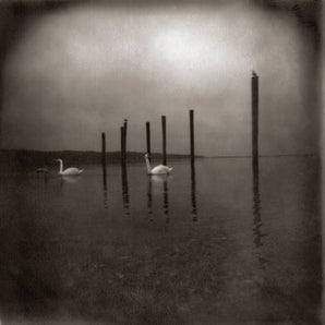 Om - Conference Of The Birds CD