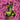 Thee Oh Sees - Carrion Crawler / The Dream LP