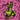 Thee Oh Sees - Carrion Crawler / The Dream LP