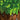 Minecraft Volume Alpha (C418) - Soundtrack CD
