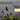 Whitty Remarks - Nary A Care LP