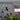 Whitty Remarks - Nary A Care LP
