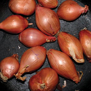 Ty Segall - Fried Shallots LP